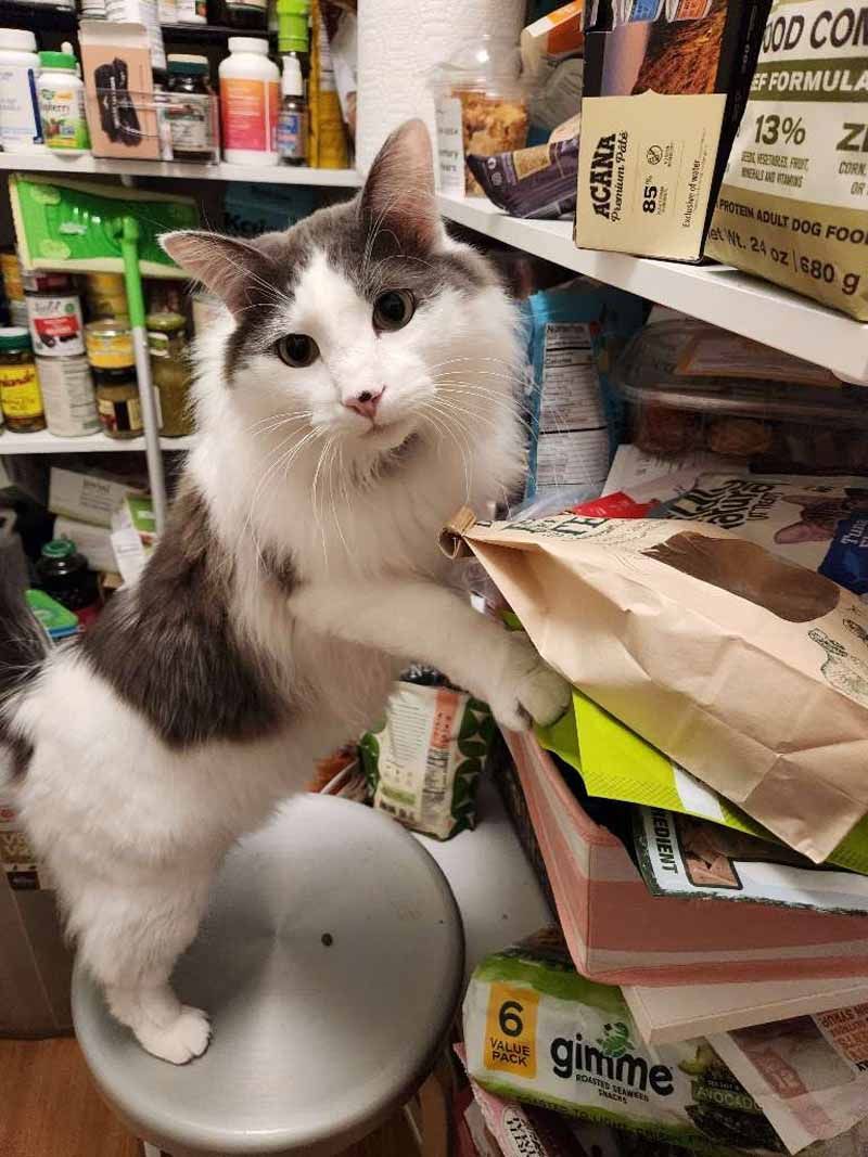 Gray and white cat standing on stool, pawing at a bag on a shelf.