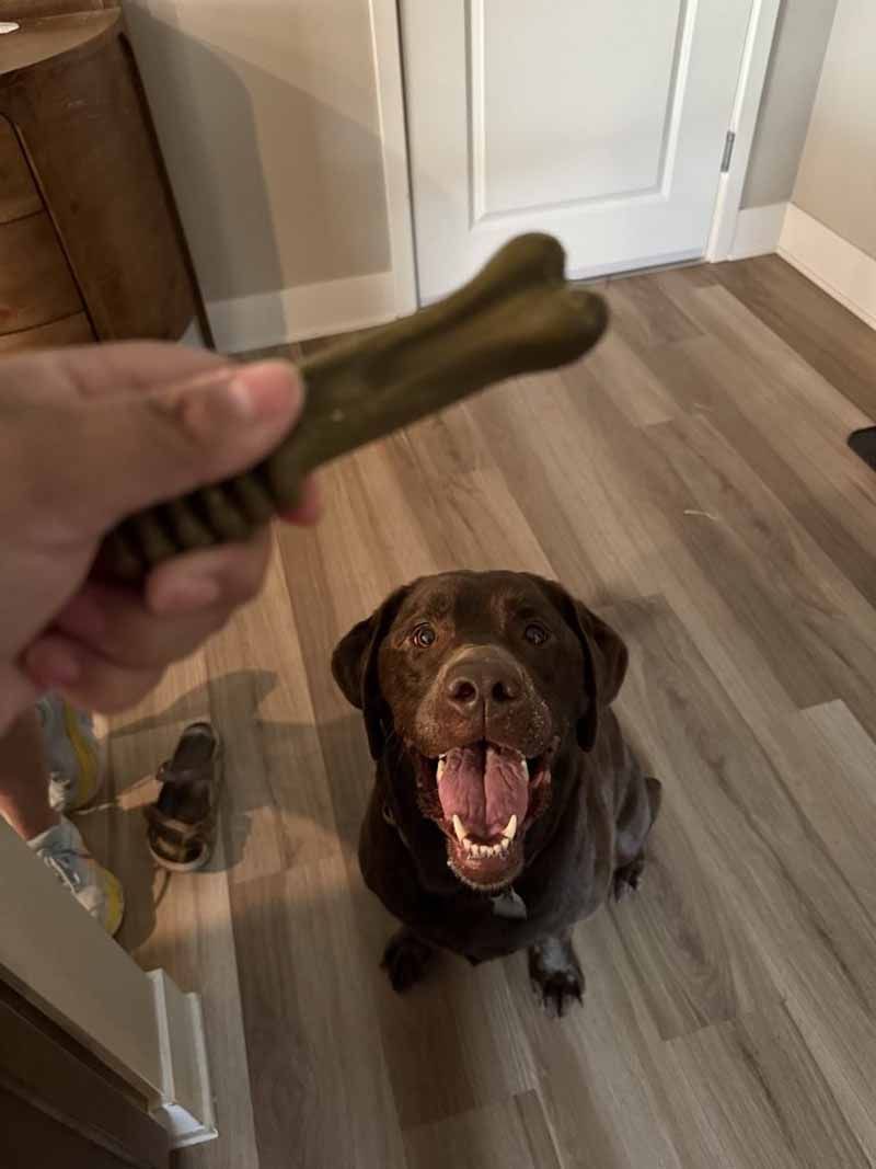 A chocolate Labrador sits, smiling, looking up at a bone-shaped chew toy held by a person.