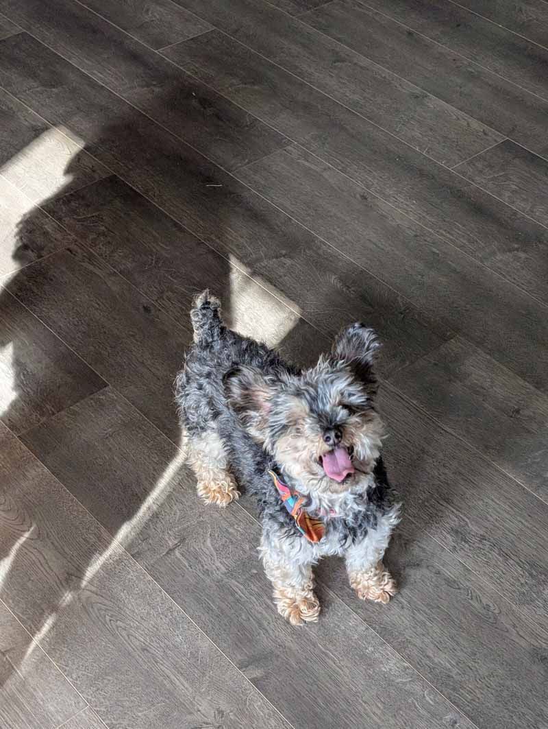 Small dog with gray and tan fur stands on gray wooden floor, tongue out, shadowed.