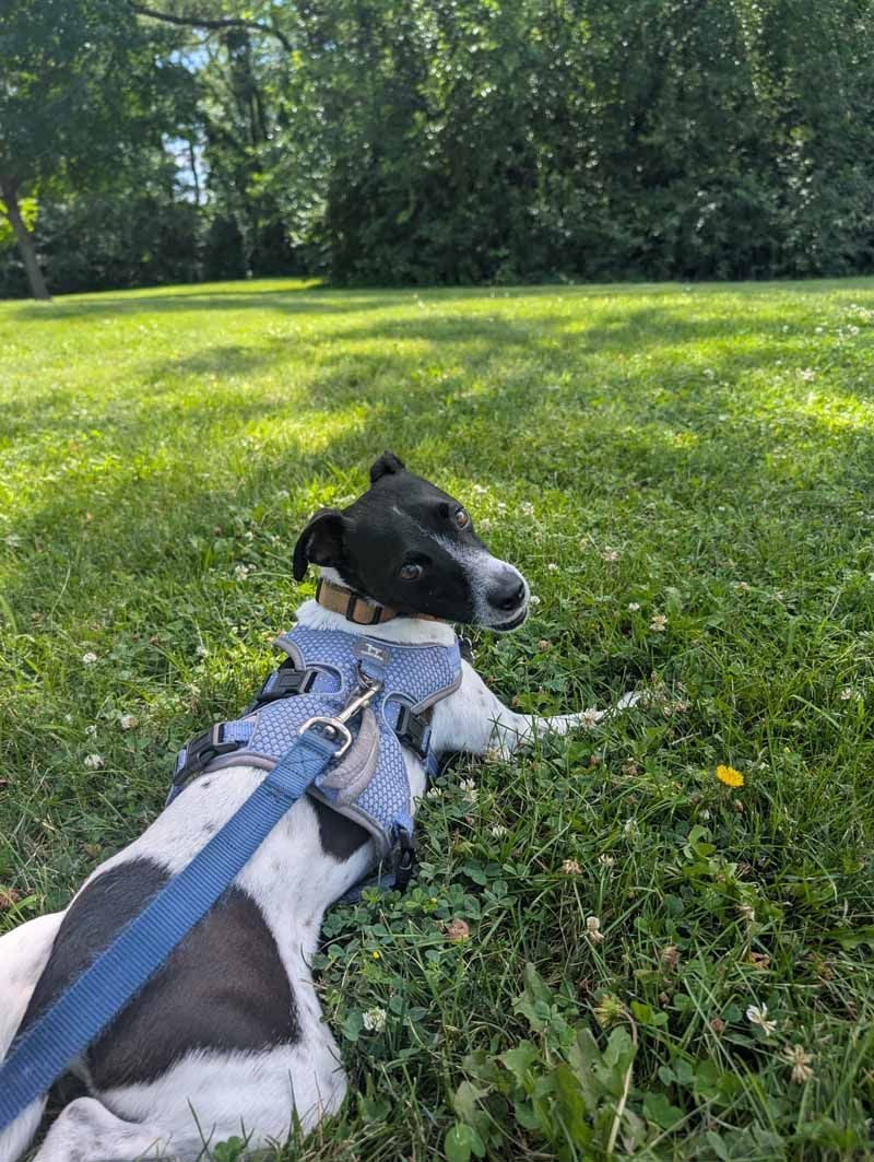 Dog with black and white fur, wearing blue harness, relaxing in a grassy park, looking to the side.