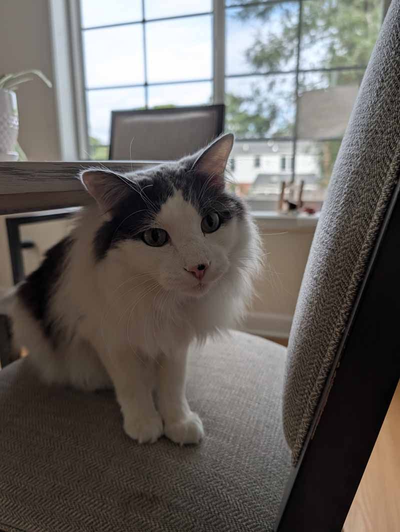 White and gray cat sitting on a gray chair, looking at the camera. Sunlight from window.