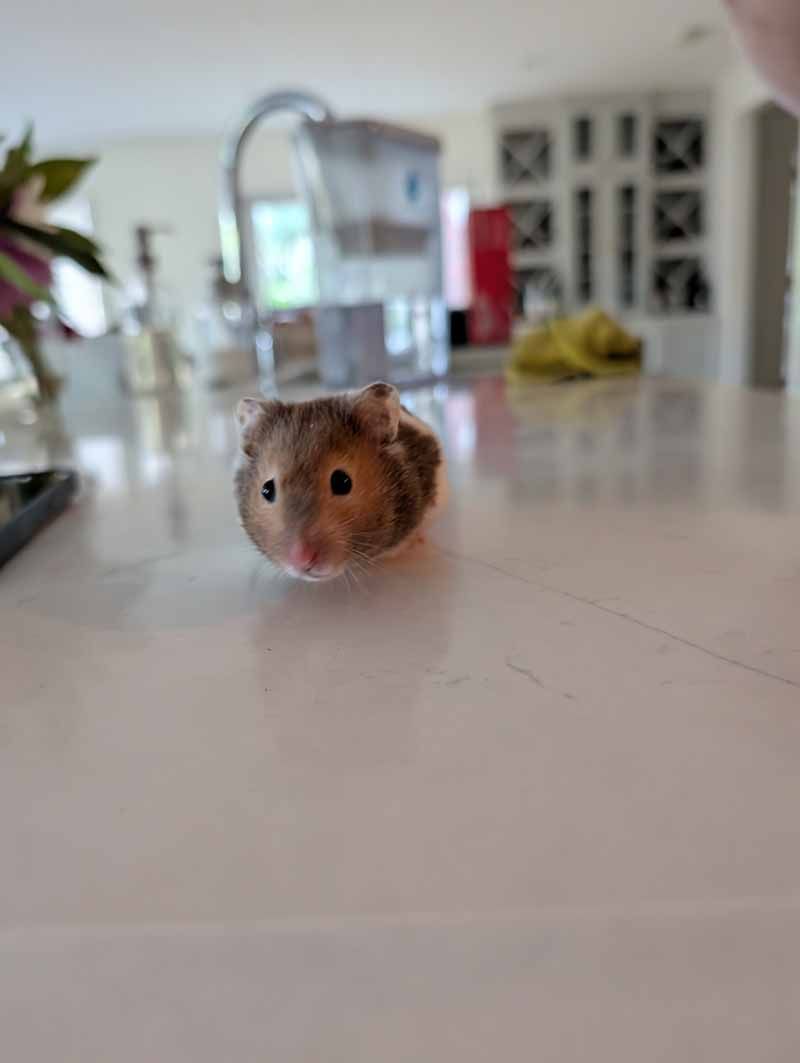 Hamster on white countertop, looking forward, tan and brown fur.