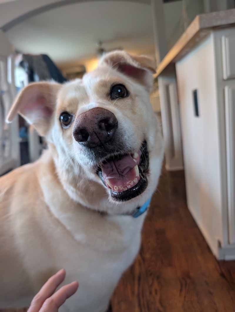 Happy, light-colored dog with mouth open, smiling. Hand in the foreground, wooden floor, and cabinets in the background.