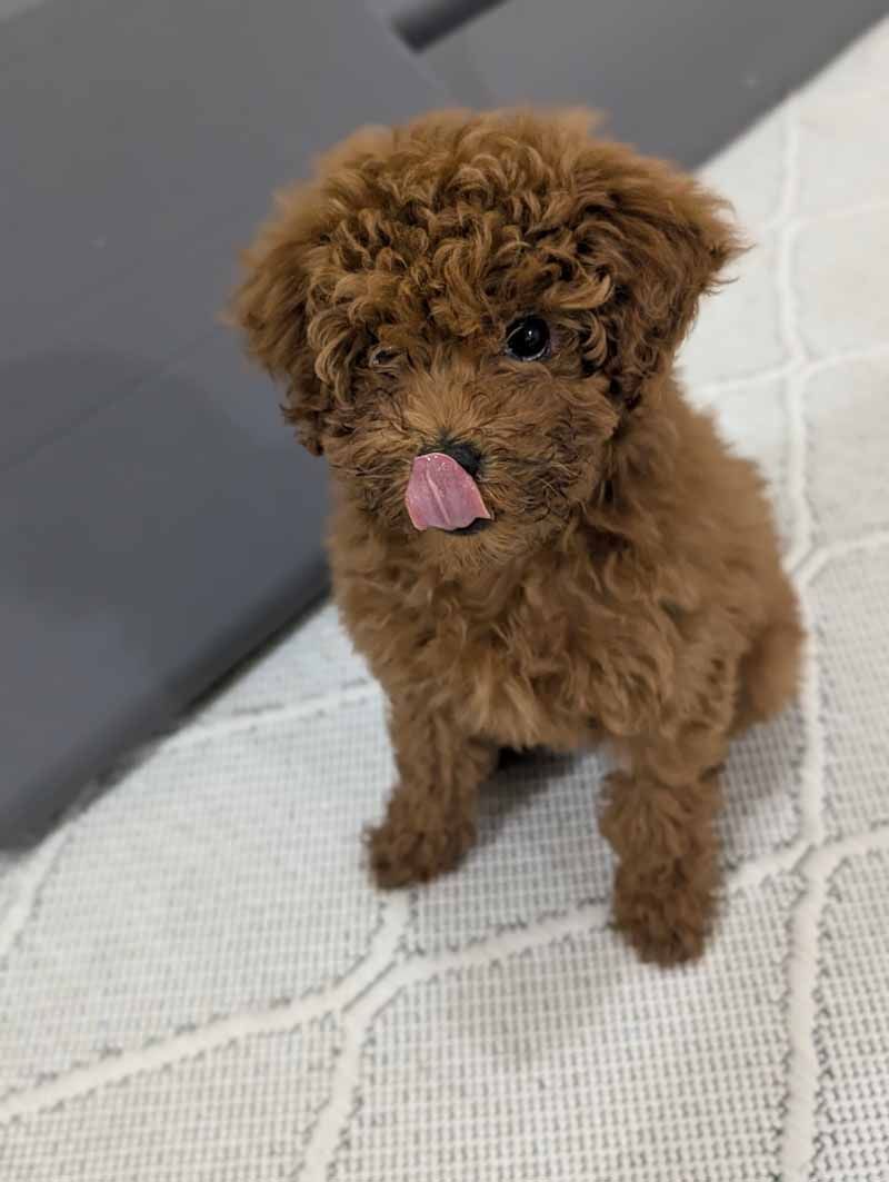 Brown poodle puppy licking its nose, sitting on a textured white surface, with a gray background.