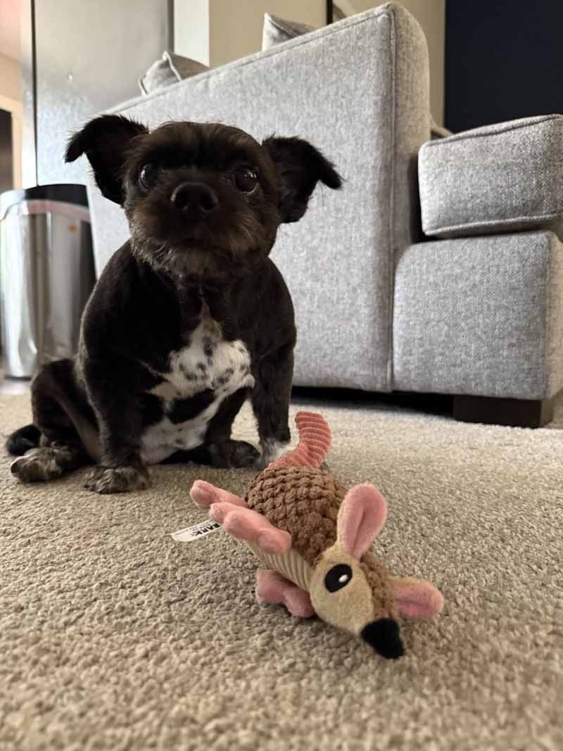 Black and white dog with floppy ears sits near a toy armadillo on a beige carpet, in front of a gray couch.
