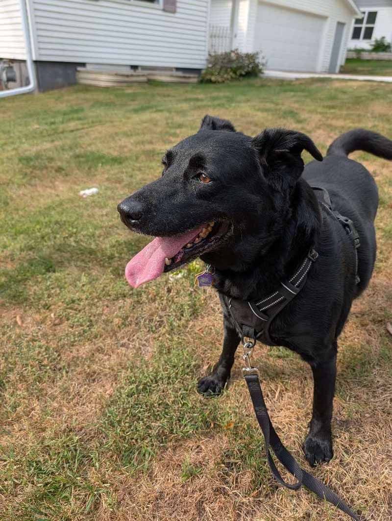Black dog wearing a harness and leash, panting with tongue out, on a grassy lawn.