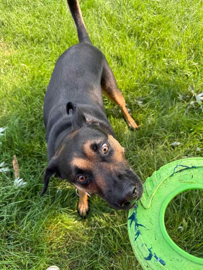 Dog with black and tan fur looking up at a green toy on grass.