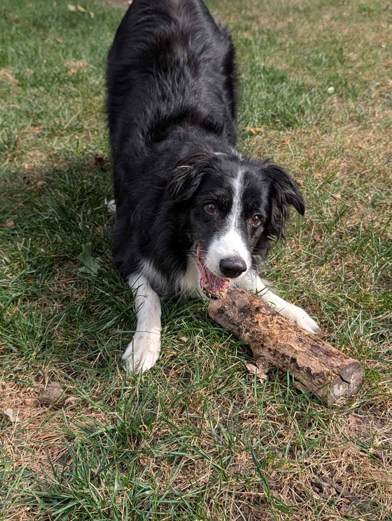 Border Collie with black and white fur playing with a wooden log on grass.