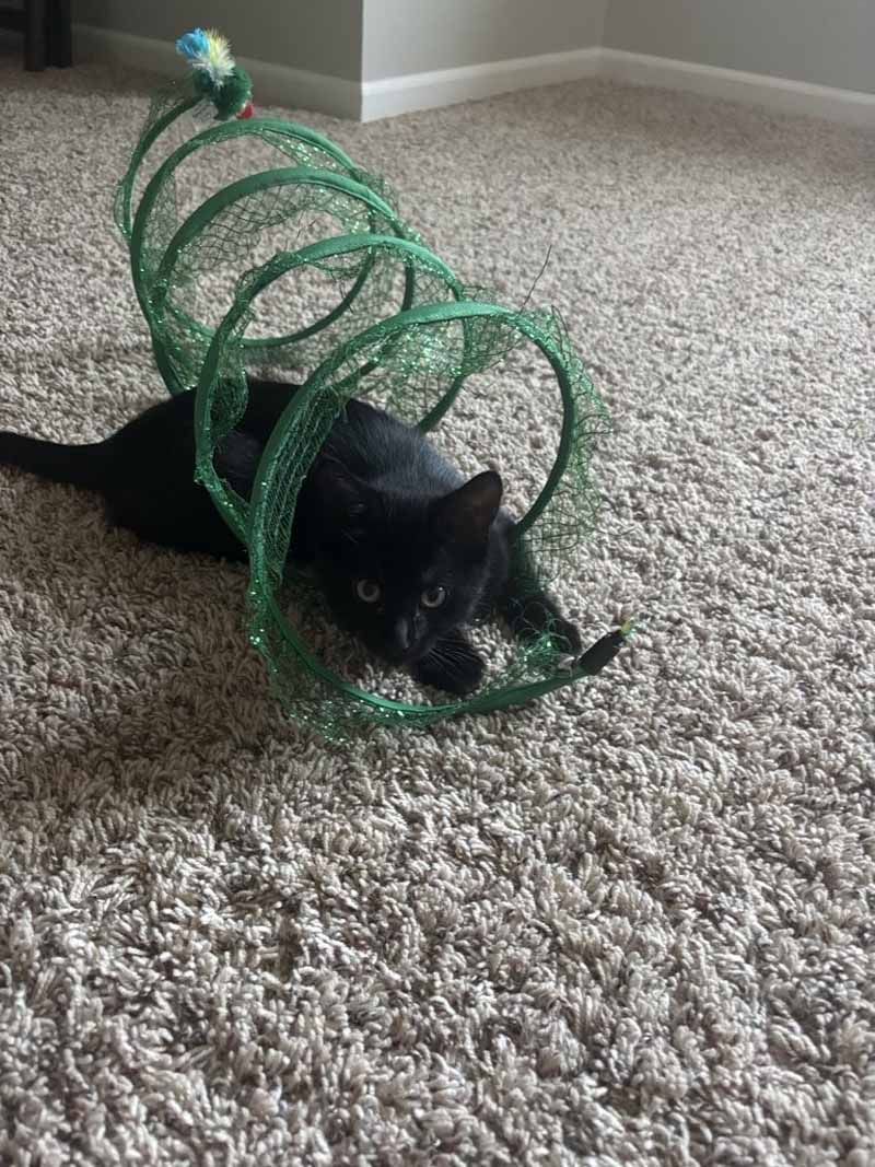 Black cat inside a green wire cat tunnel on a beige carpet.