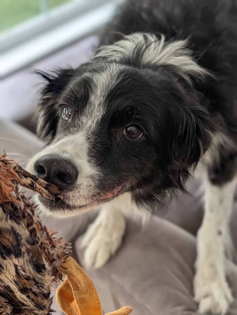 Black and white border collie dog chewing on a brown toy. Dog looks intently at toy with slight squint.