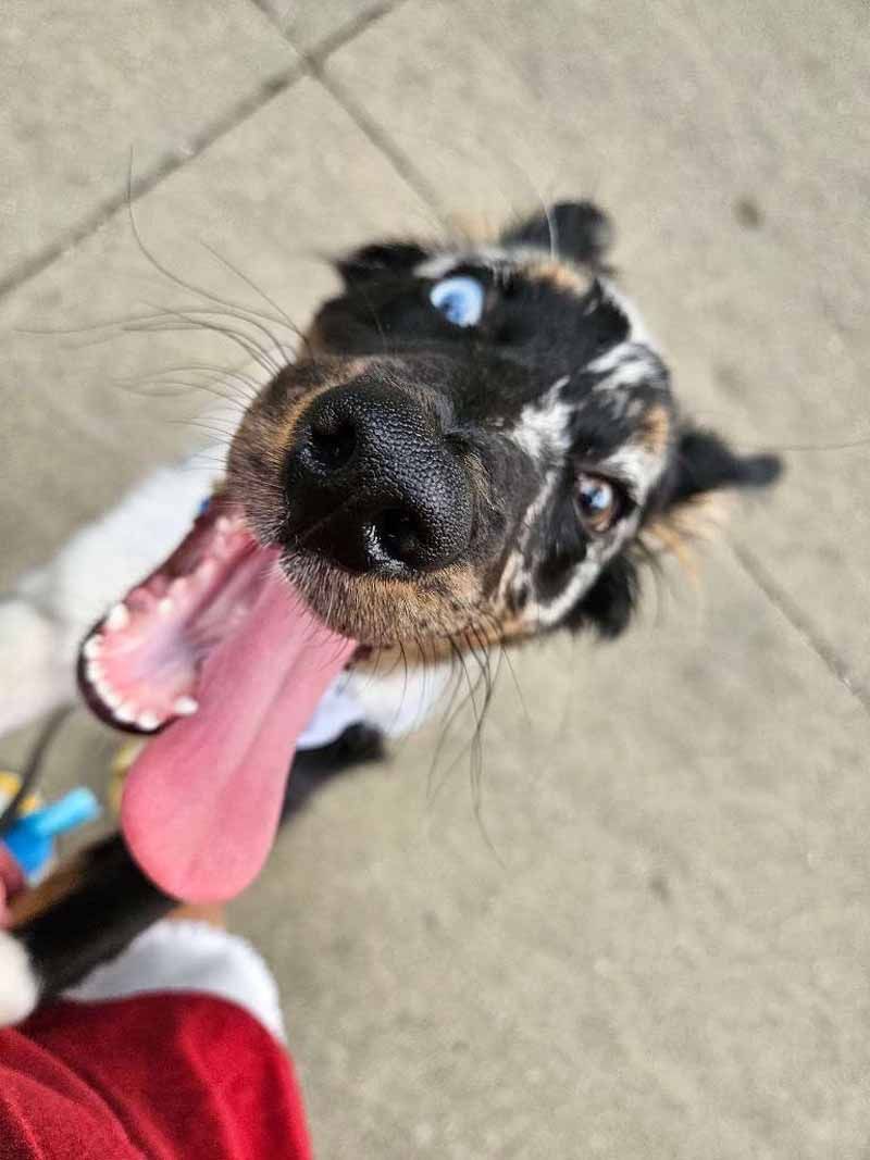 Dog with blue eye and tongue out, looking up at the camera.