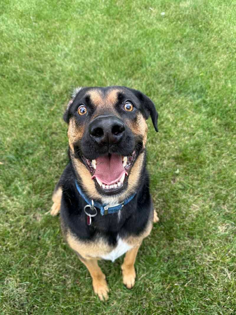 Dog with black and tan fur, smiling with mouth open, sitting on green grass.