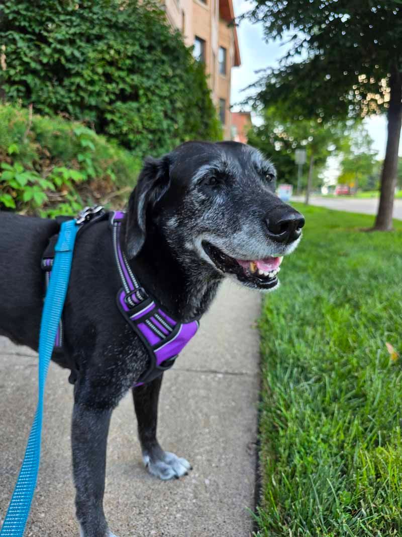 Black dog with graying muzzle wears a purple and teal harness, walking on a sidewalk next to grass.