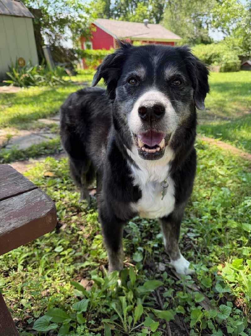 Smiling black and white dog with grey muzzle, standing in grassy yard with red building in background.