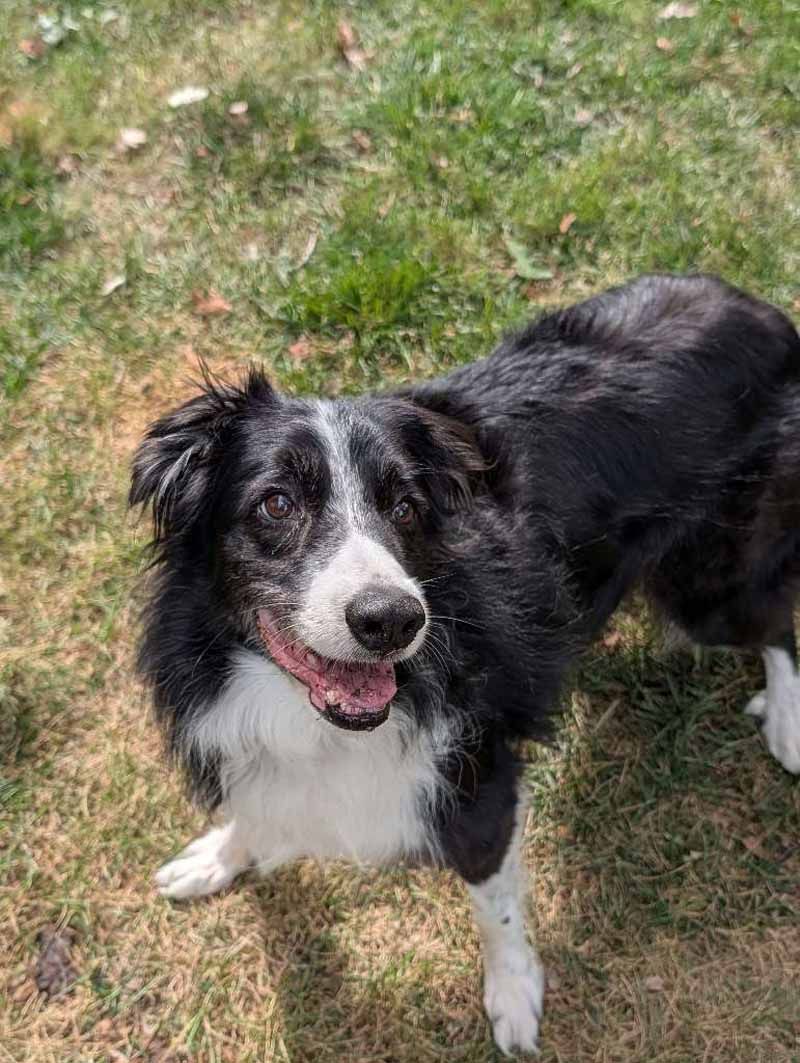 Black and white border collie standing in grass, looking upwards with mouth slightly open.