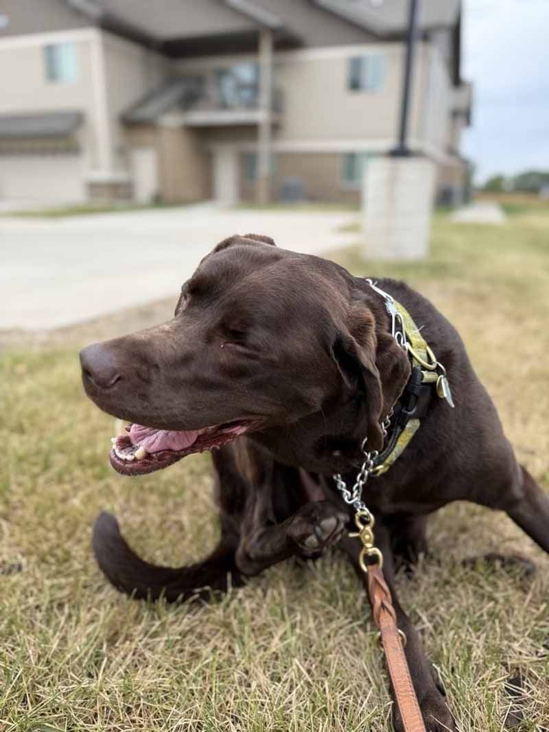 Chocolate Labrador dog scratching on grass with leash in front of a building.