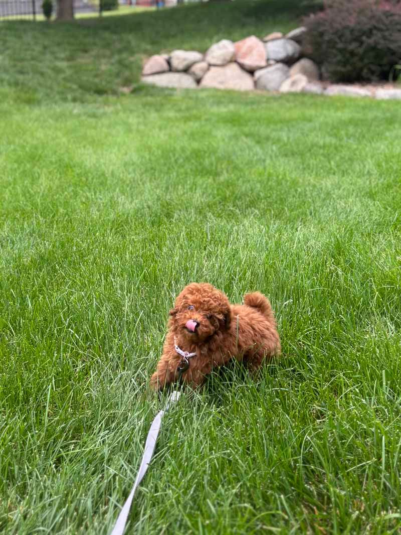 Brown poodle puppy on leash sitting in green grass.