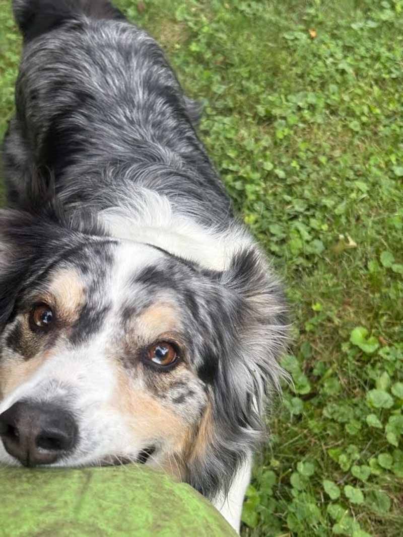 Border Collie with brown eyes, holding a green ball, looking up inquisitively at the camera.