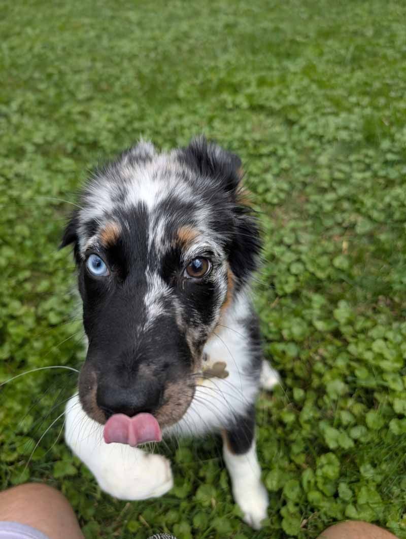 Australian Shepherd puppy with blue and brown eyes, licking its nose, sitting in grass.