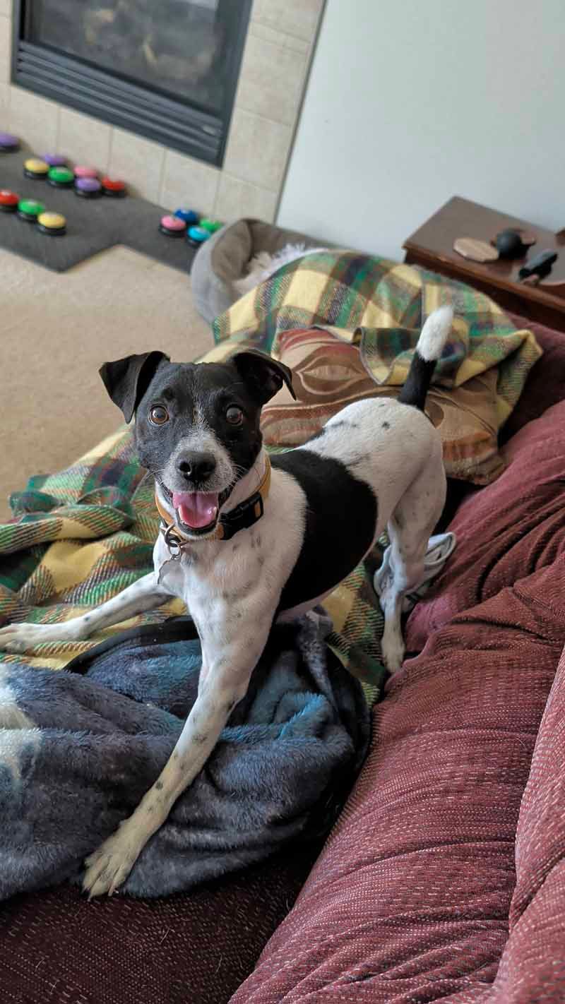 Dog with black and white markings, perched on a couch with a blanket, smiling.