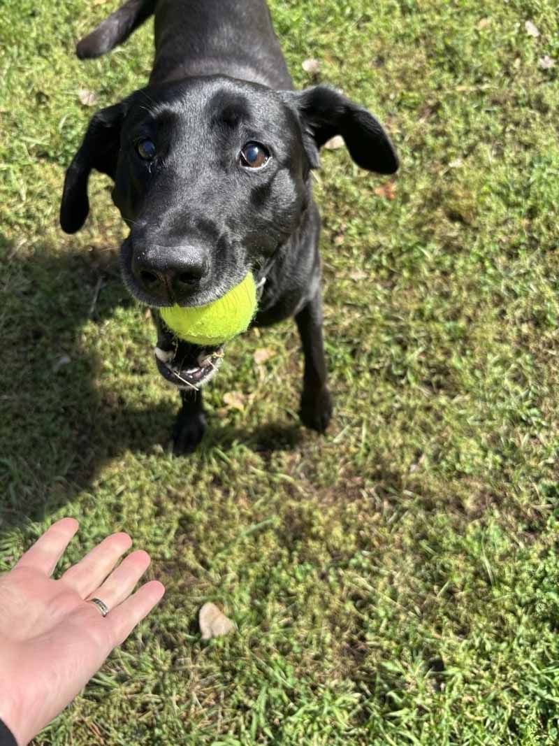 Black dog with a tennis ball in its mouth, looking up at a hand outstretched in a grassy area.