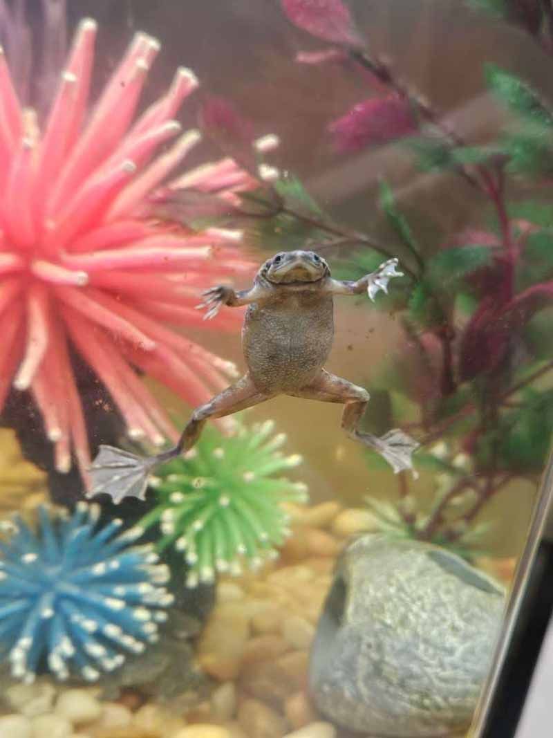 Frog in an aquarium, suspended on glass, arms and legs spread. Pink and green plants visible.