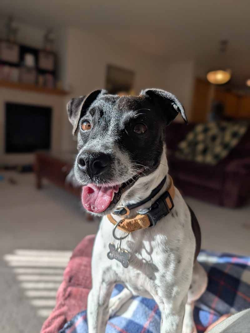 Black and white dog with open mouth and pink tongue, wearing a collar. Sunlit room, looking at the camera.