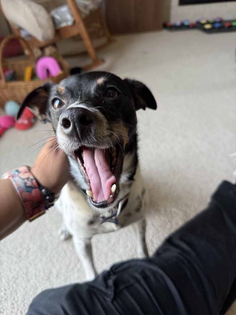Dog with black and white fur, yawning with an open mouth, being petted by a hand.