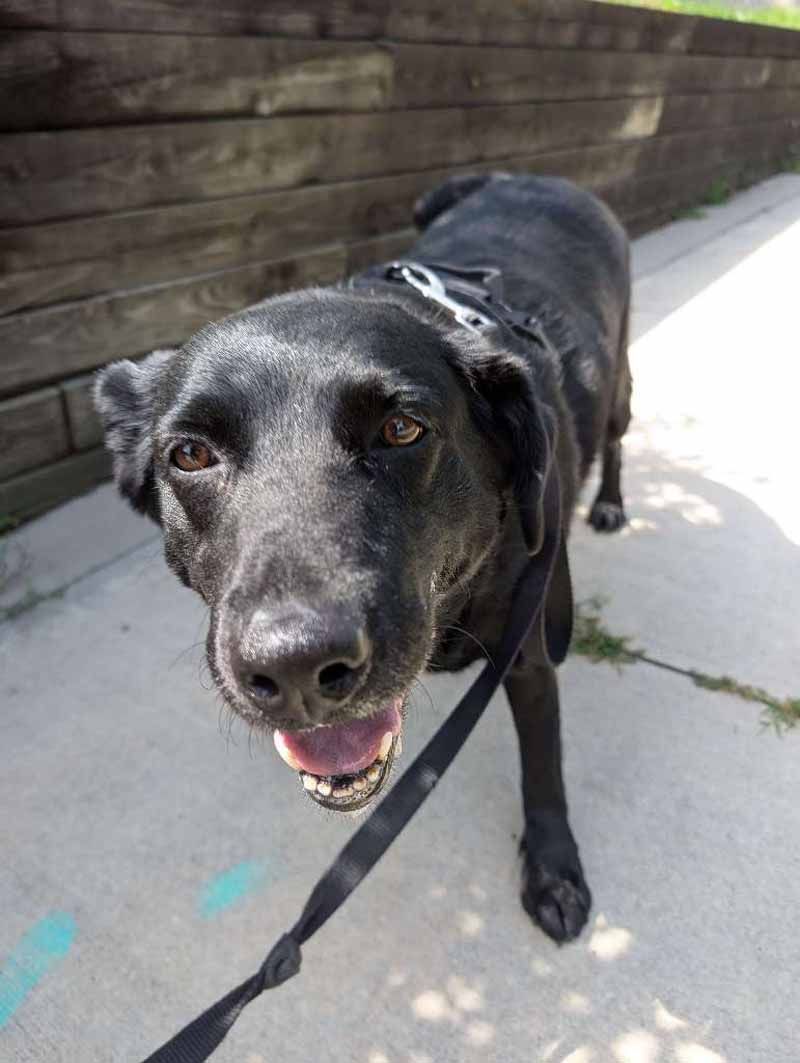 Black dog on a leash looking directly at the camera with its mouth open, near a wooden fence and sidewalk.