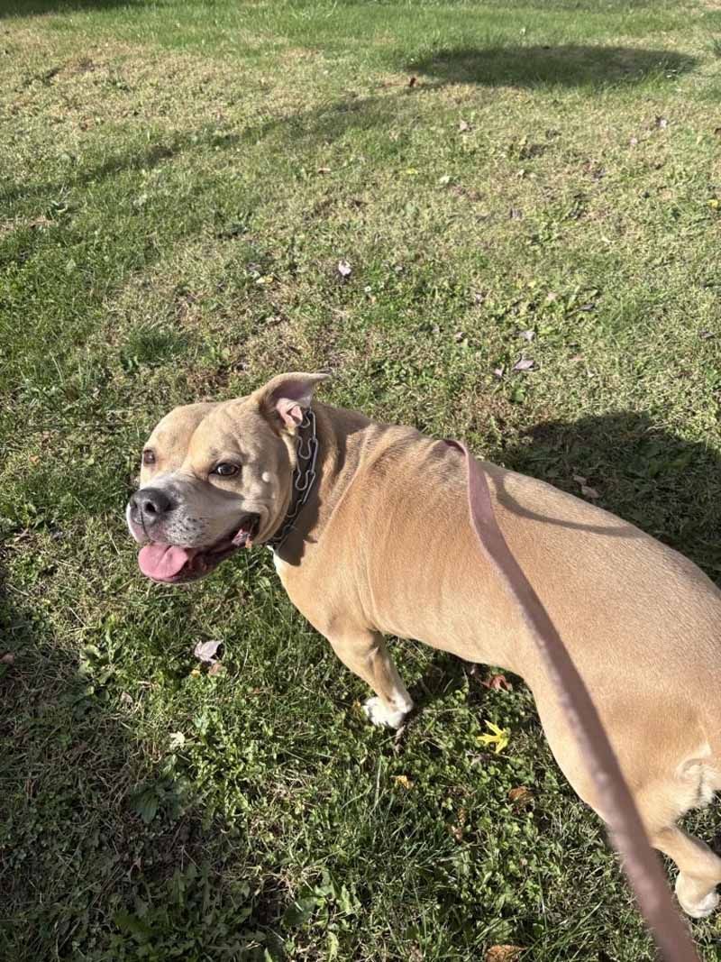Tan dog on a leash in a grassy area, panting with its tongue out.