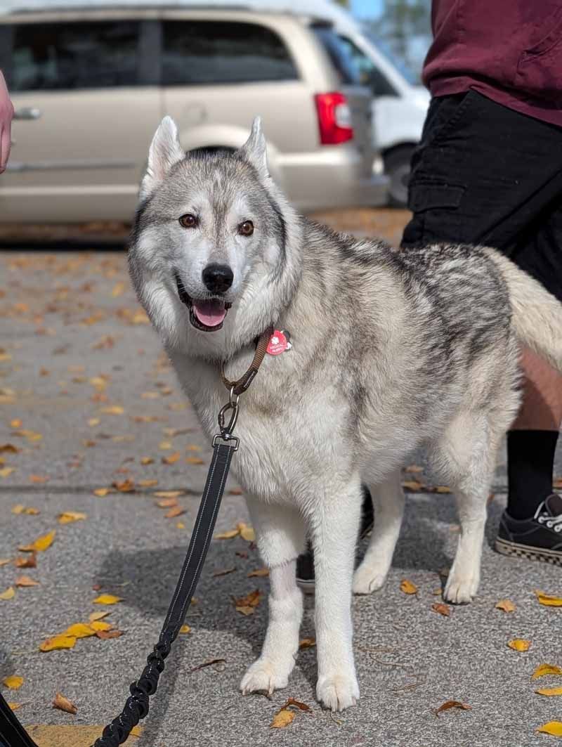 Happy, gray and white husky dog on a leash, standing on a paved area with fall leaves.