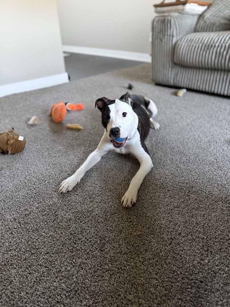 Dog with black and white markings lies on a carpet, holding a ball, with toys nearby.
