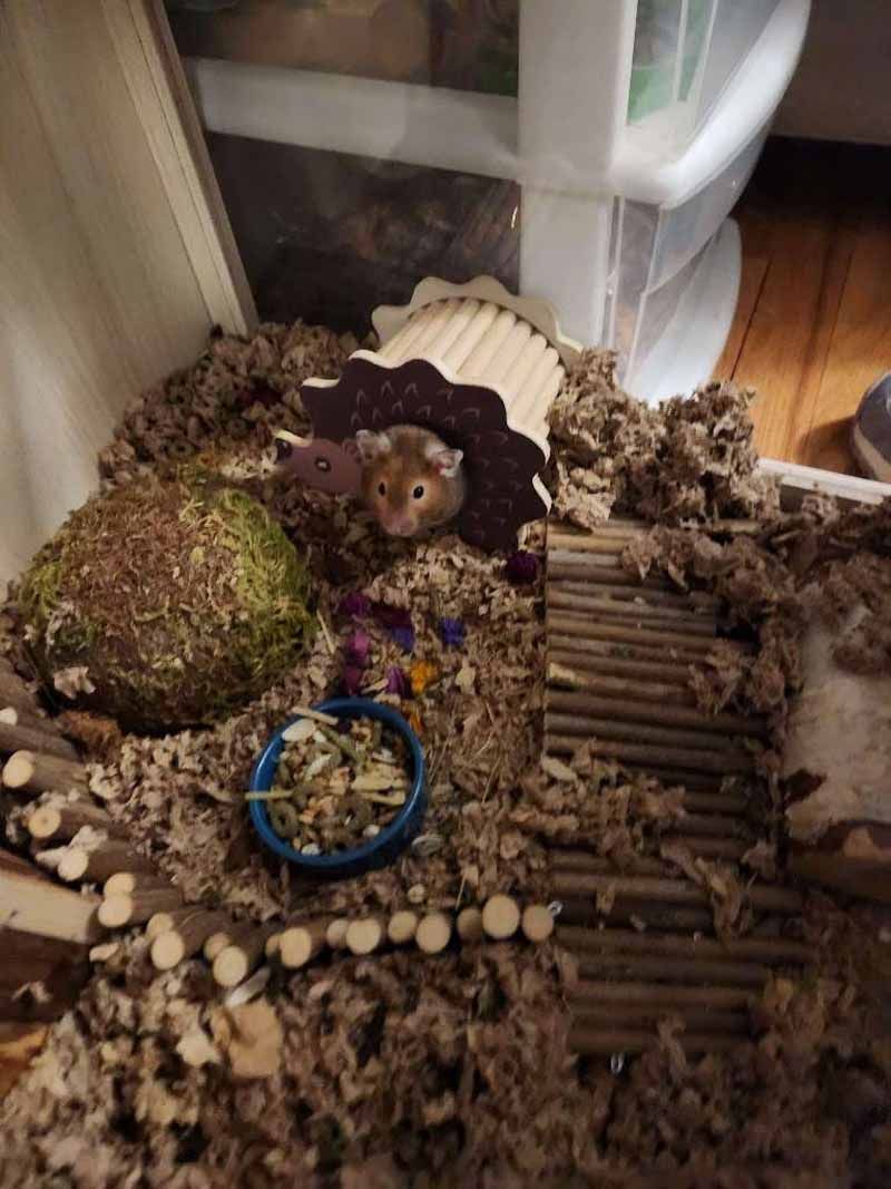 A hamster peeks out from a wooden toy house in its habitat, surrounded by bedding and enrichment items.