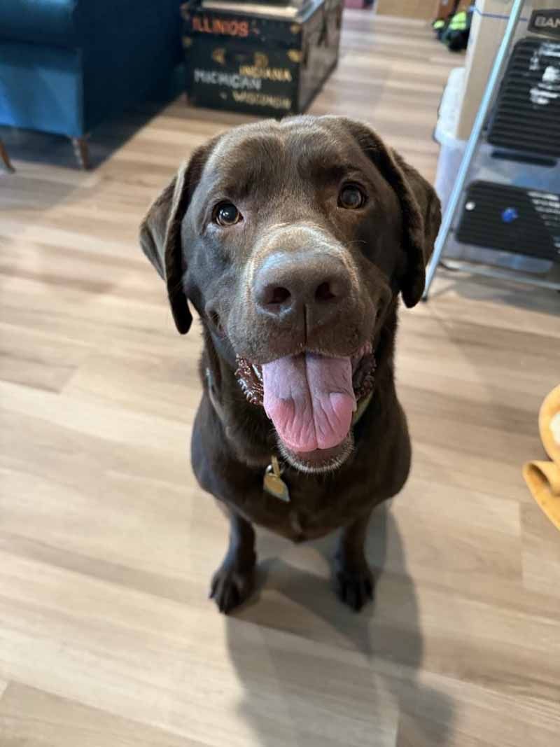 Chocolate Labrador with pink tongue, sitting on wood floor, smiling.