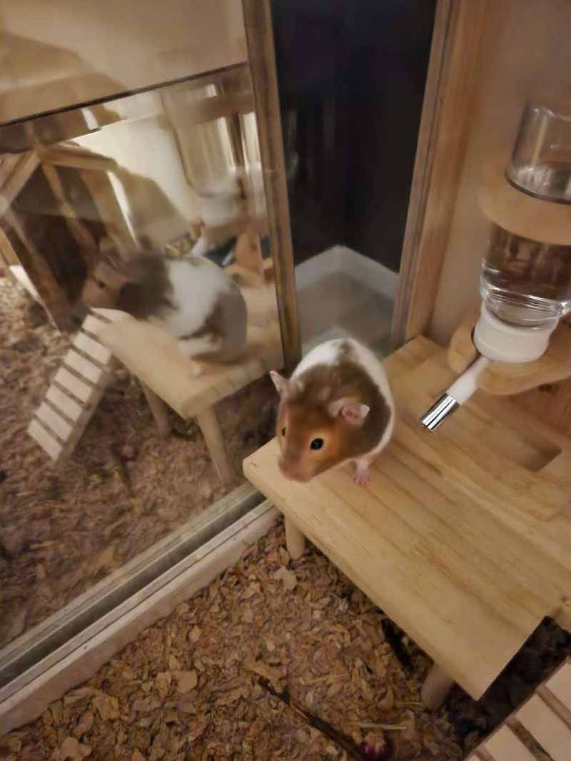 Hamster with brown and white fur on a wooden platform near a water bottle in its cage.