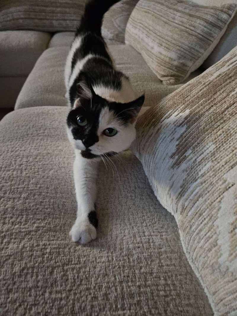 Black and white cat stretching on a gray couch with pillows.