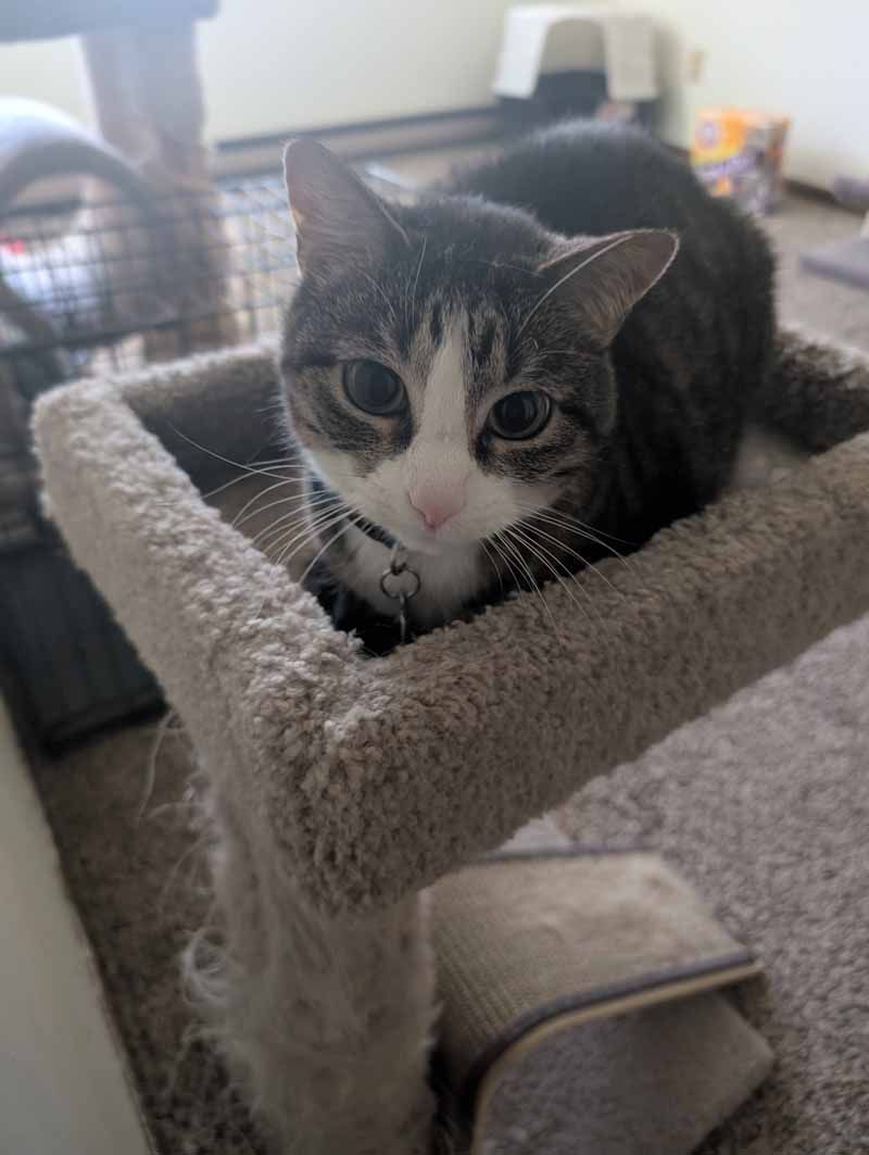 Cat with brown and white fur, resting on a gray cat tree, looking at the viewer.