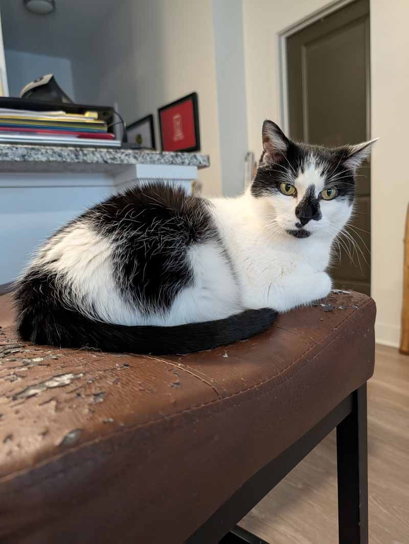 Black and white cat resting on a brown stool, looking at the camera.