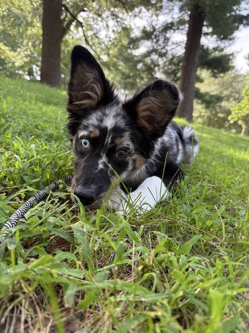 Merle-colored dog with one blue eye, lying in grass, looking forward.