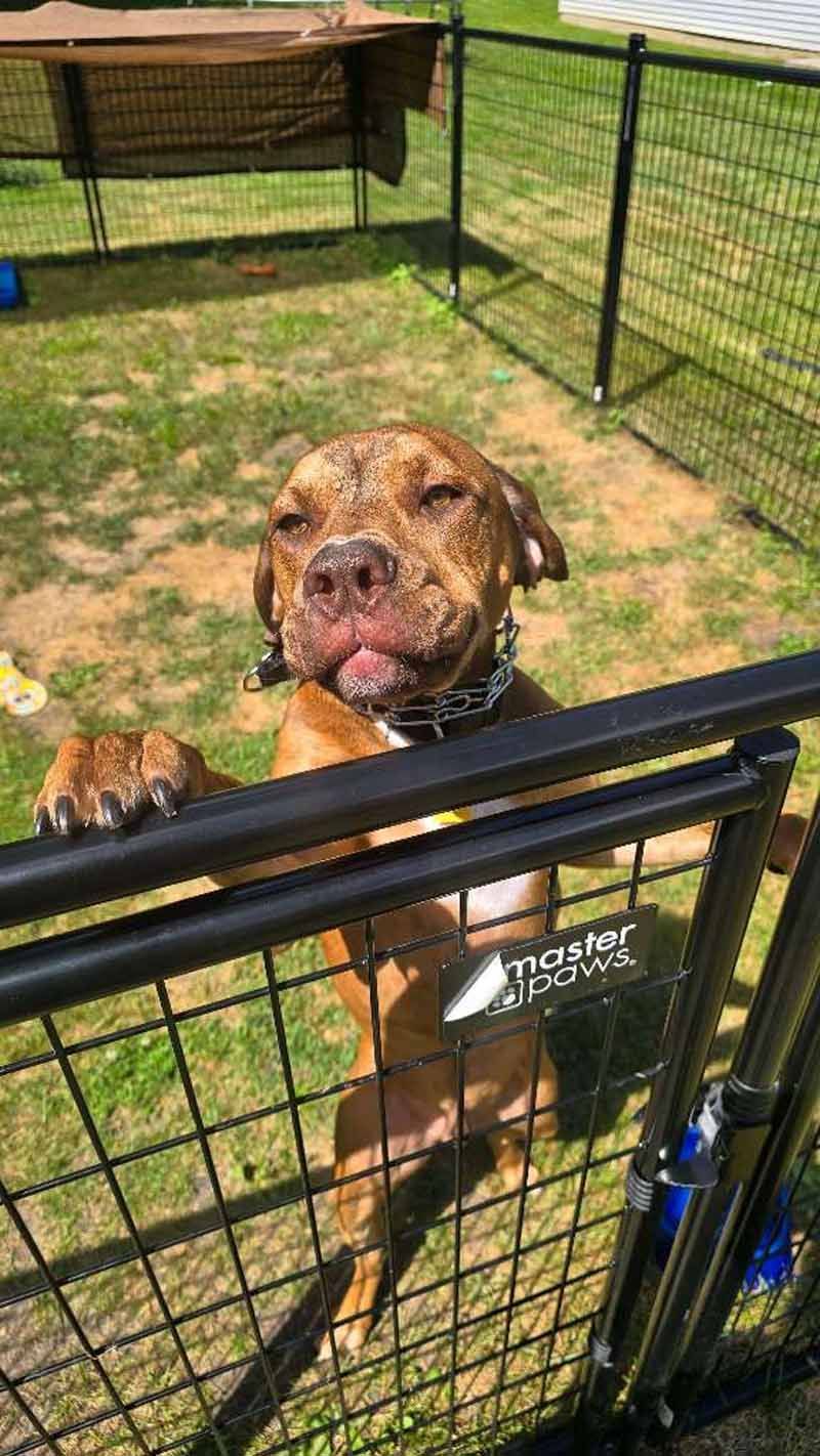 Brown dog with spotted face, paws on black pen gate, smiling. Green grass background.