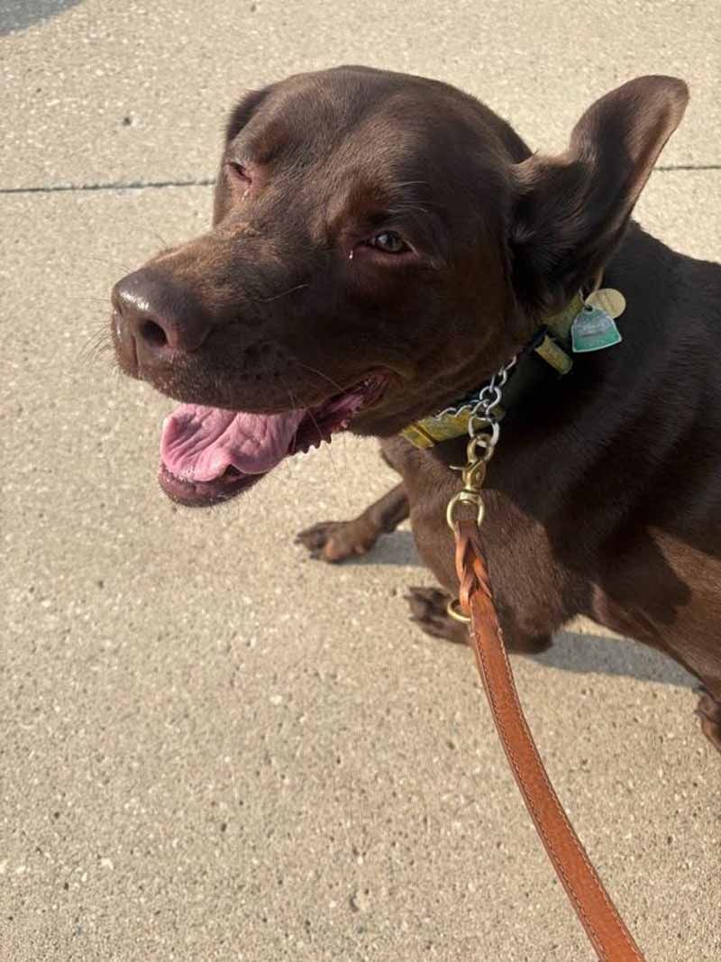 Brown dog with mouth open, wearing a collar and leash, on concrete.