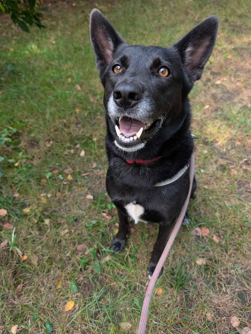 Black dog with pointed ears and open mouth, sitting on grass, looking upwards, wearing a leash.