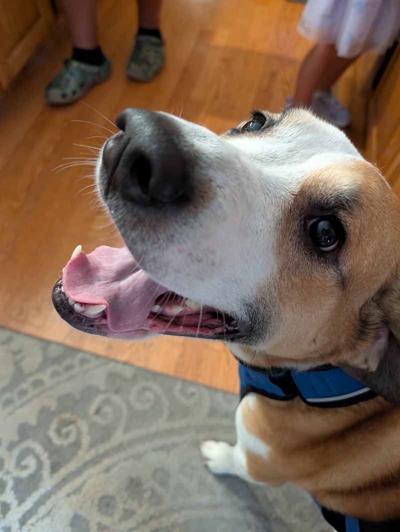 Happy dog with mouth open, panting; brown and white fur, wearing blue harness, wooden floor.