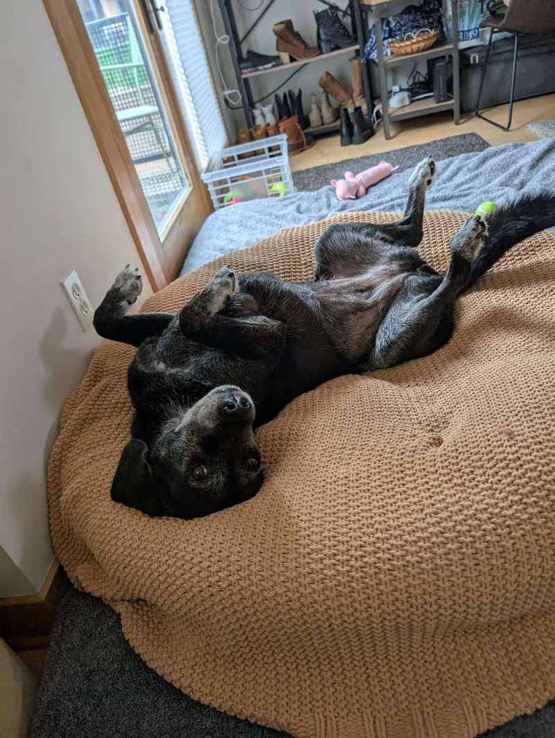 Black dog lying on its back on a tan cushion, relaxed, with a small green ball near its paws.