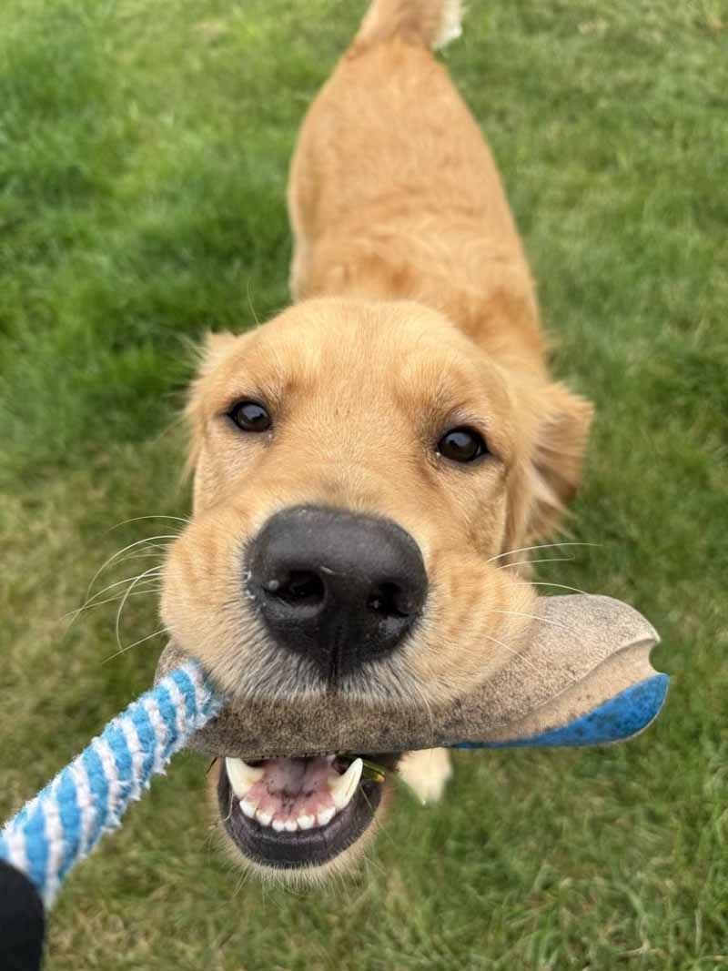 Golden retriever holding a blue and white rope toy, smiling at the camera on green grass.