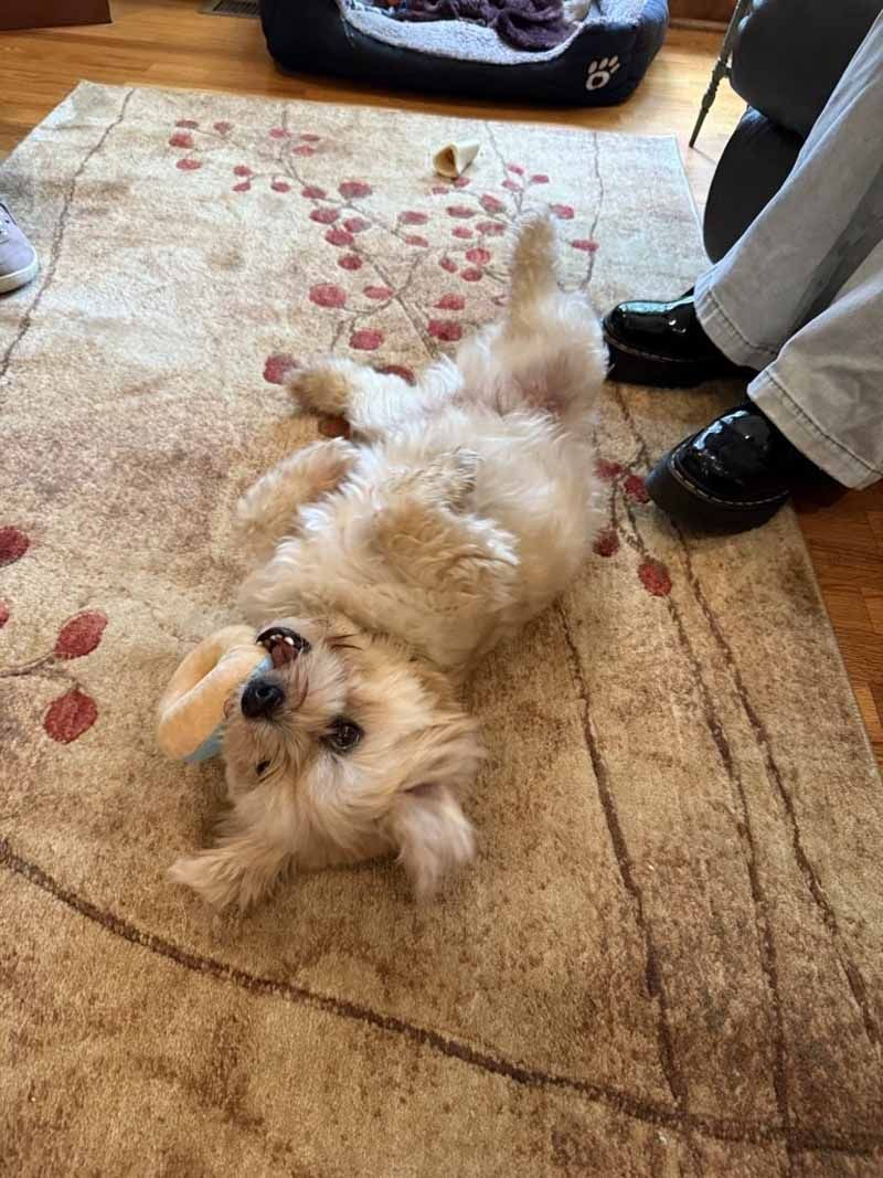 Fluffy beige dog rolling on its back on a patterned rug.