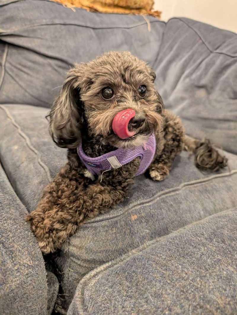 Small gray dog with pink tongue licking its nose, wearing a purple harness, on a blue couch.
