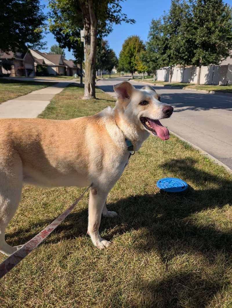 Dog with tan and white fur on a leash, panting, standing on grass next to a sidewalk.