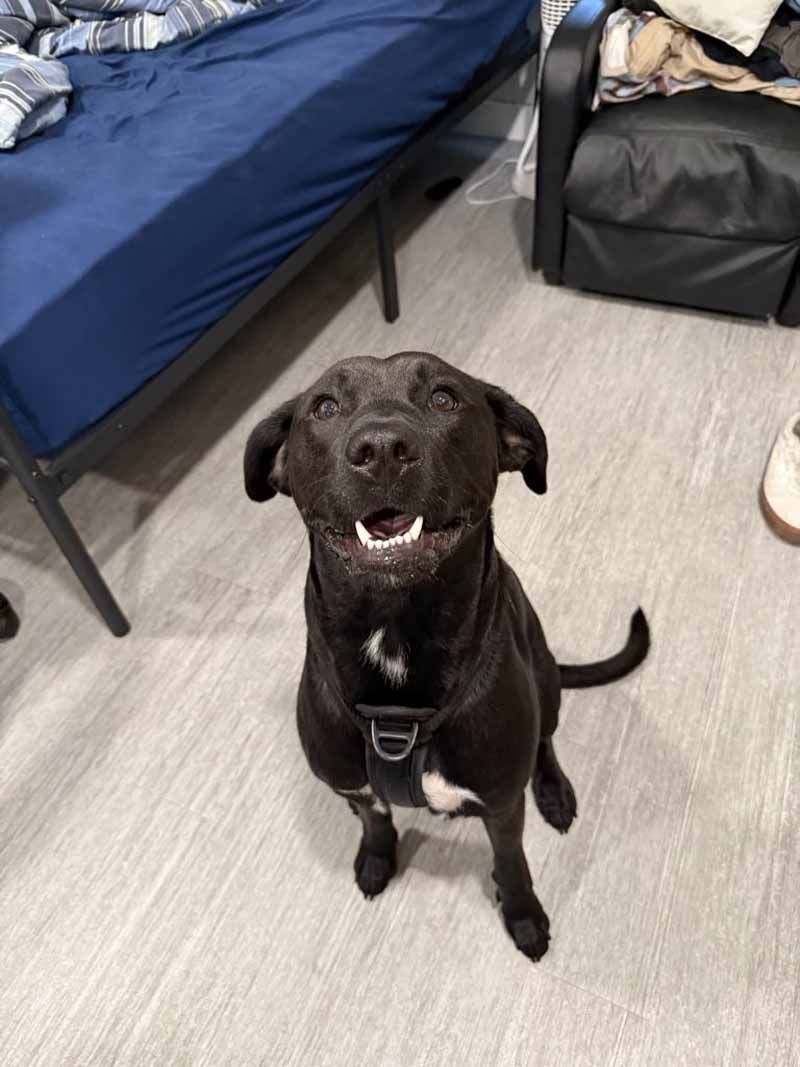 Black dog with white chest patch smiles, sits on a light floor, near a bed and chair.