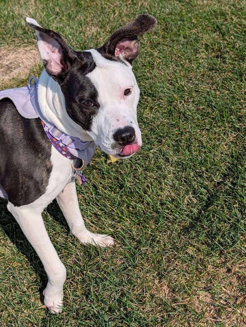 Black and white dog with pink tongue, wearing a collar, lying on green grass.